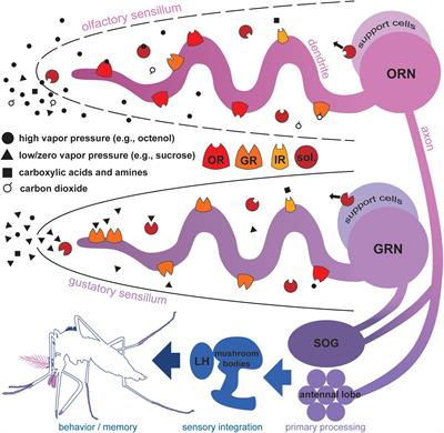 Membrane Proteins Mediating Reception and Transduction in Chemosensory Neurons in Mosquitoes